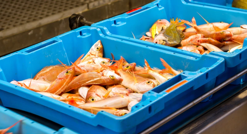 RFID Pesca desde origen